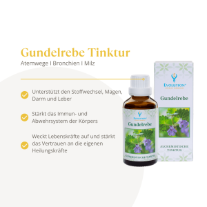 Evolution Gundelrebe Tinktur 50ml