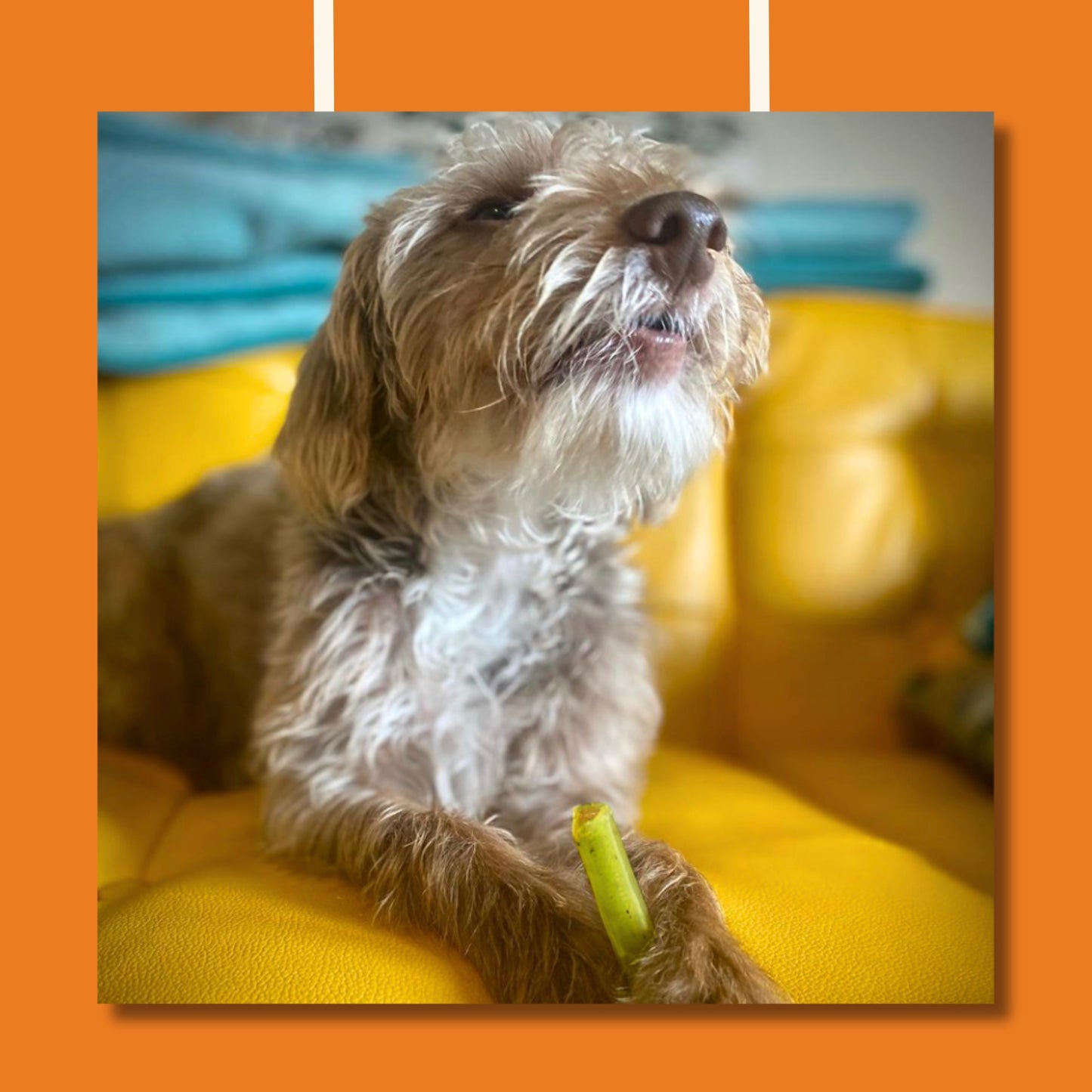 Benevo Pawtato Chew Sticks with Spinach & Kale
