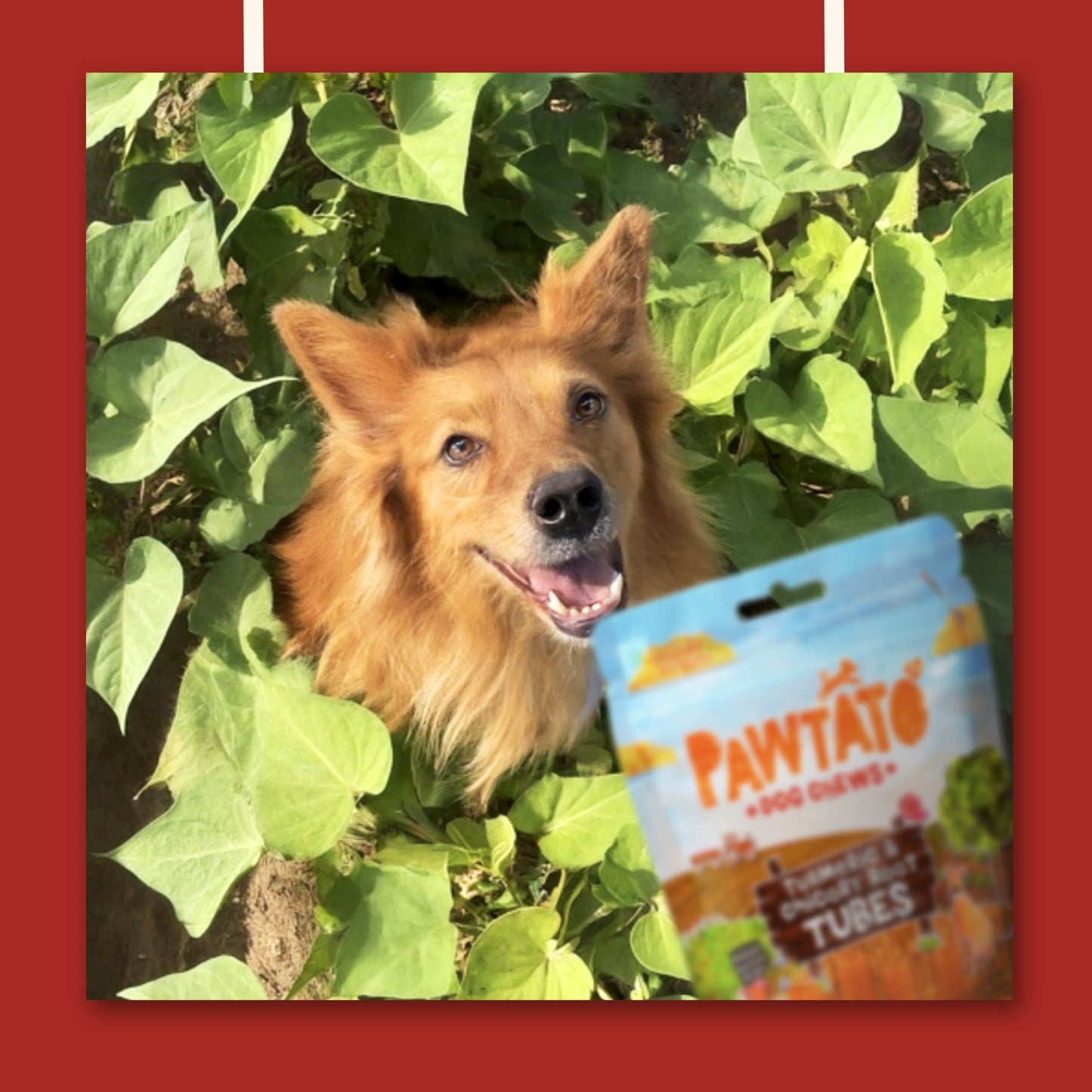 Benevo Pawtato Kausticks mit Kurkuma & Zichorie